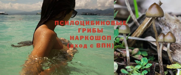 прущие грибы Дедовск